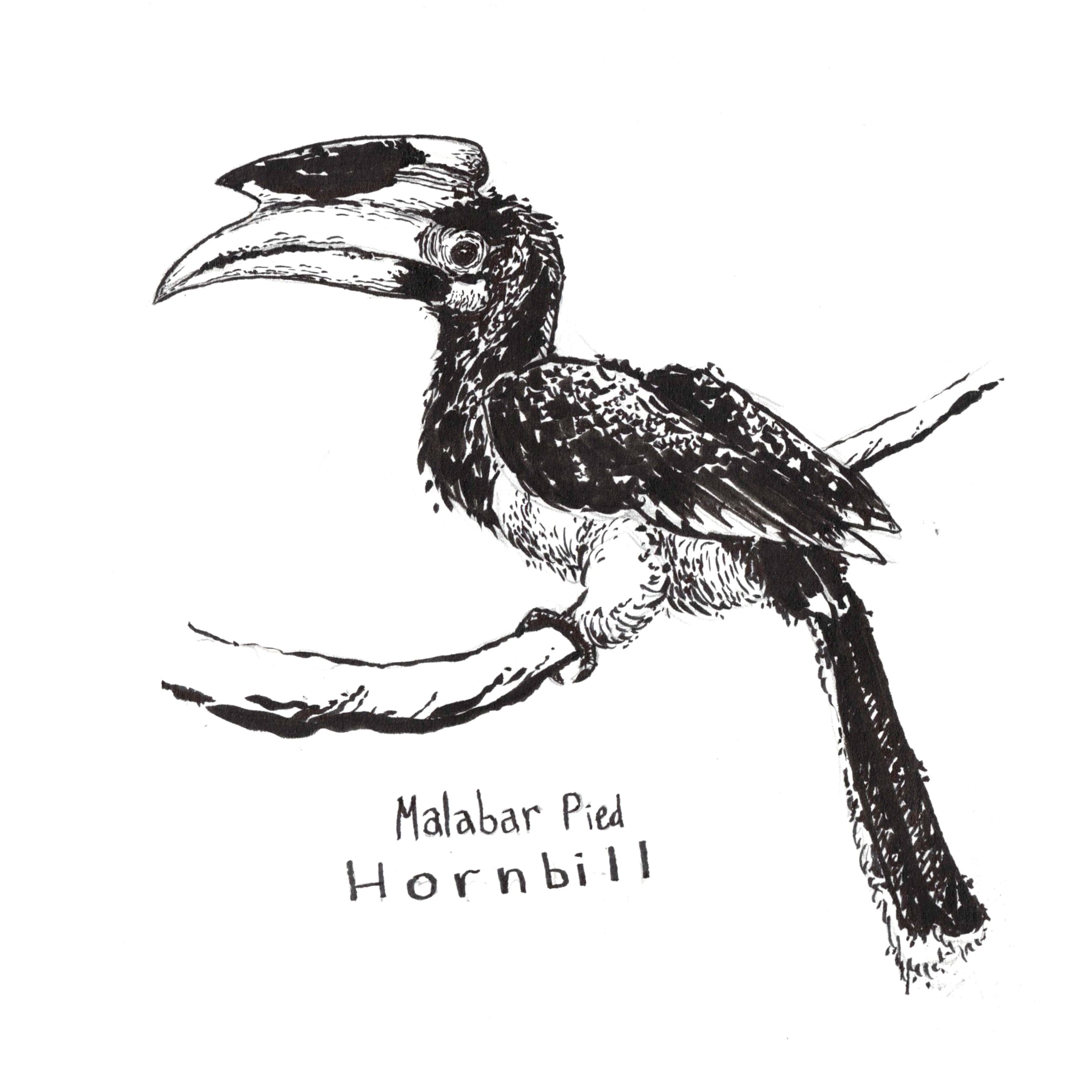 Hornbill - Wikipedia